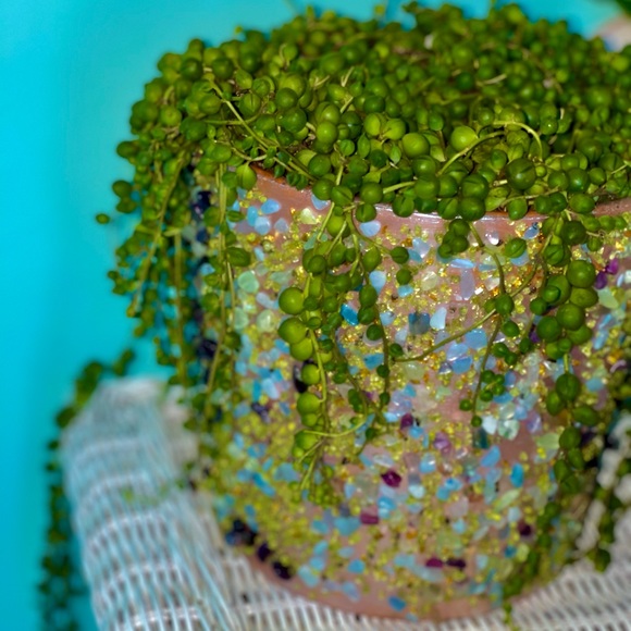 Meet your Posher, Bridget - Picture 1 of 1